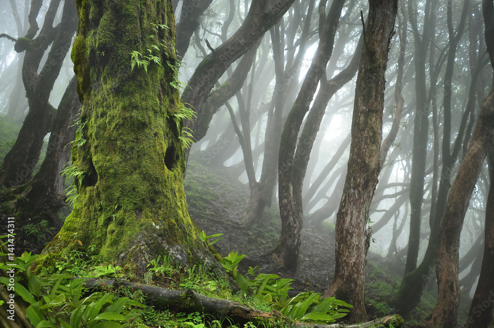 Fotobehang Jungle Nepalese jungle #141474311