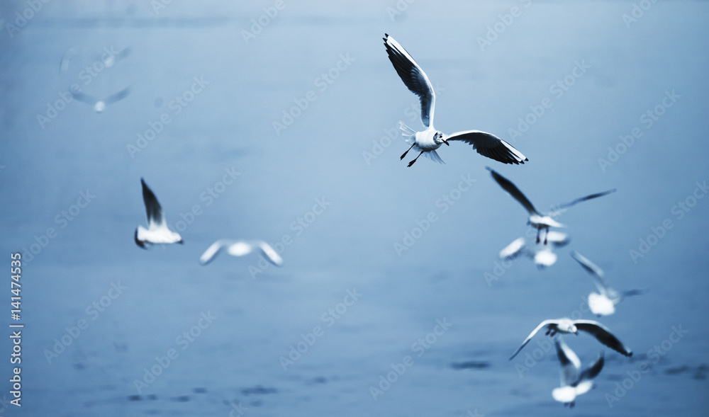 Beautiful seagulls flying Beautiful seagulls flying