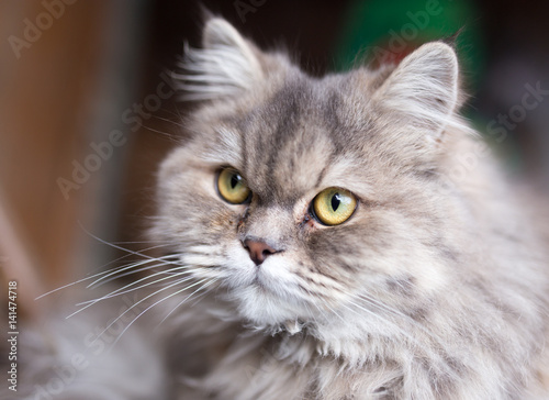portrait of fluffy cat