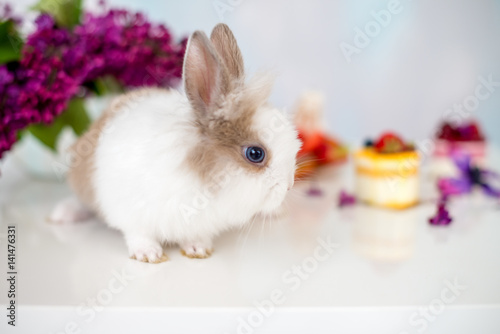 White rabbit with a red spot and cupcake. Bouquet of lilac in the background