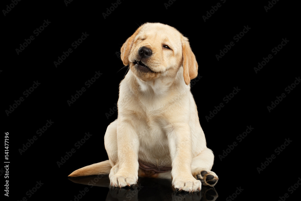 Golden Labrador Retriever puppy sitting and wink isolated on black background, front view