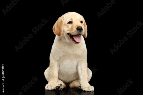Golden Labrador Retriever puppy funny sitting and smiling isolated on black background, front view © seregraff