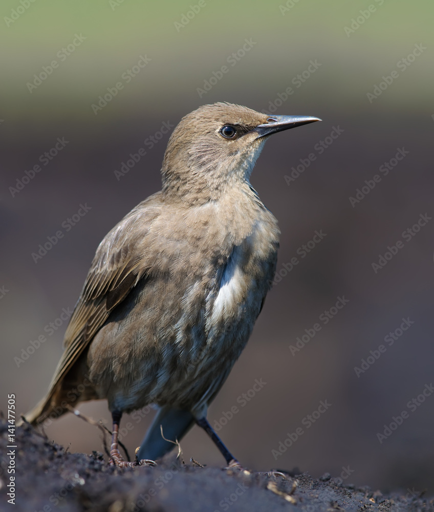 Obraz premium Young Common Starling sitting on bare ground for tight shot 