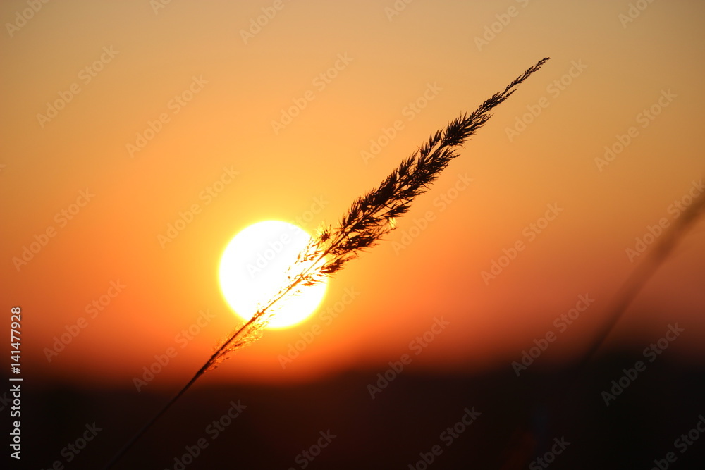 Sunrise and blade of grass