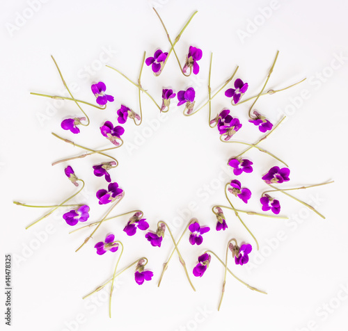 Floral pattern circle Frame made of small forest flowers violet on white background. Flat lay  top view