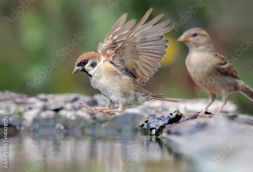 Eurasian Tree Sparrow jumping into water with open wings  © NickVorobey.com