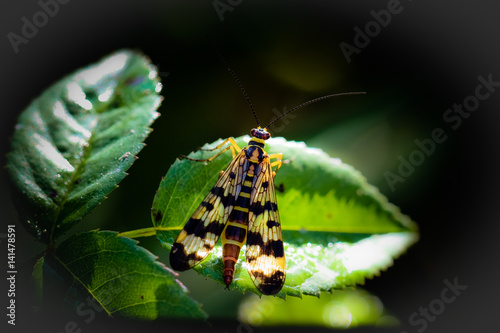 insecte