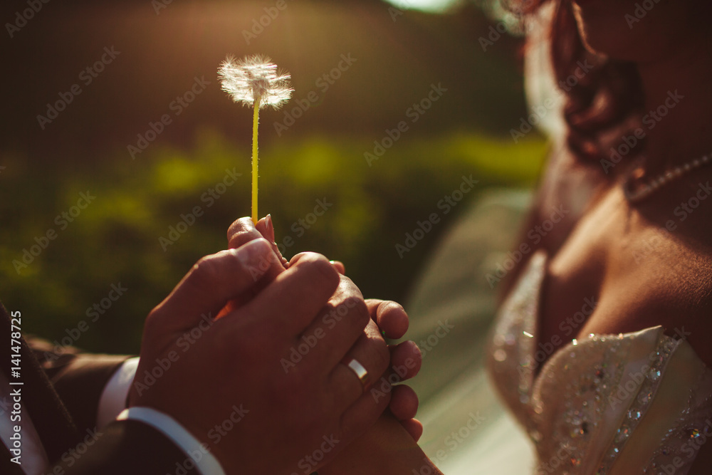 Fototapeta premium The charming brides keeping a dandelion