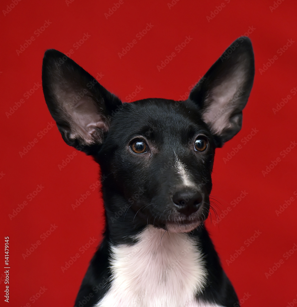 Black and white Dachshund Terrier mixed breed little dog on red background  Stock Photo | Adobe Stock
