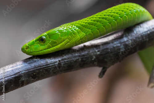 The eastern green mamba (Dendroaspis angusticeps), also known as the common mamba, East African green mamba, green mamba, or white-mouthed mamba.