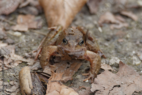grenouille