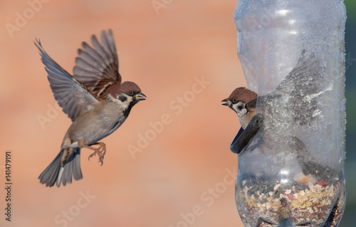 Eurasian Tree Sparrows in flight to a feeder  photo