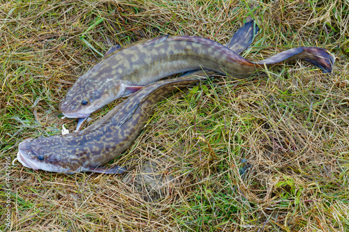 Foto Two caught Siberian burbots