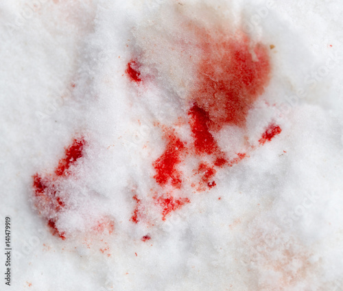 red blood on the snow