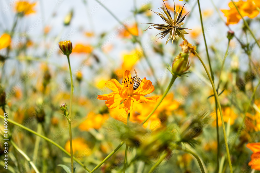 Fototapeta premium beautiful yellow cosmos flowers garden in the field