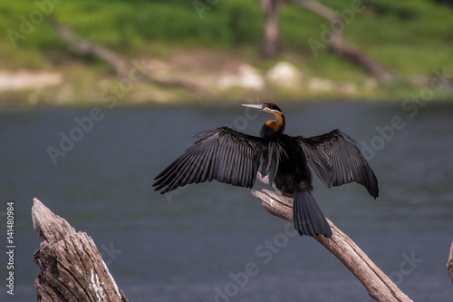 African Darter spreading wings on a branch