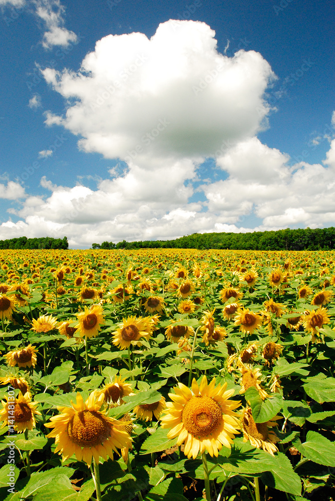 Obraz premium ヒマワリ