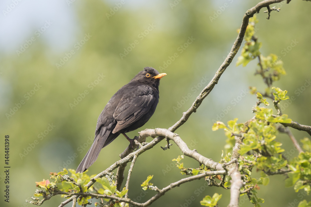 Blackbird (turdus merula) singing in a tree