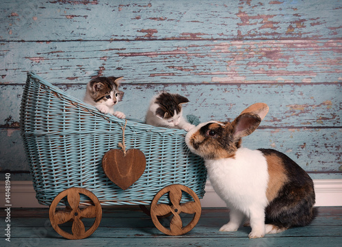 Tablou pe pânză Sweet lovely cats and cute rabbit