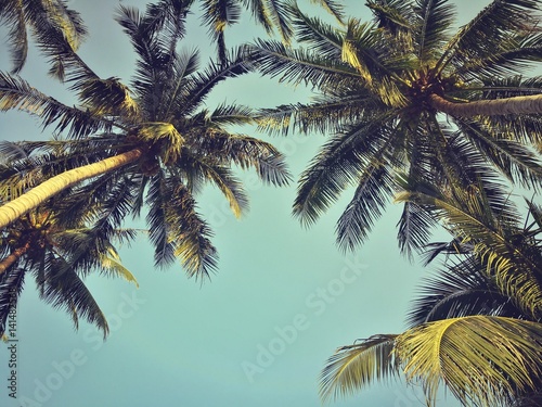 coconut tree on the beach 