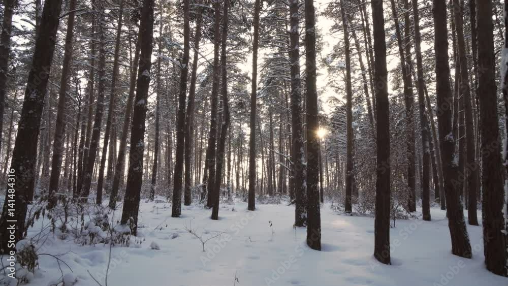 Rays of setting sun streaming through trunks of pine trees in winter forest stock footage video Rays of setting sun streaming through trunks of pine trees in winter forest stock footage video