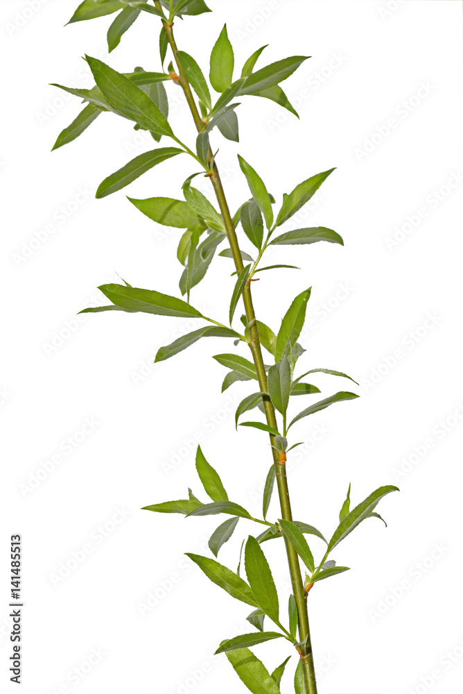 Fototapeta premium young willow branch