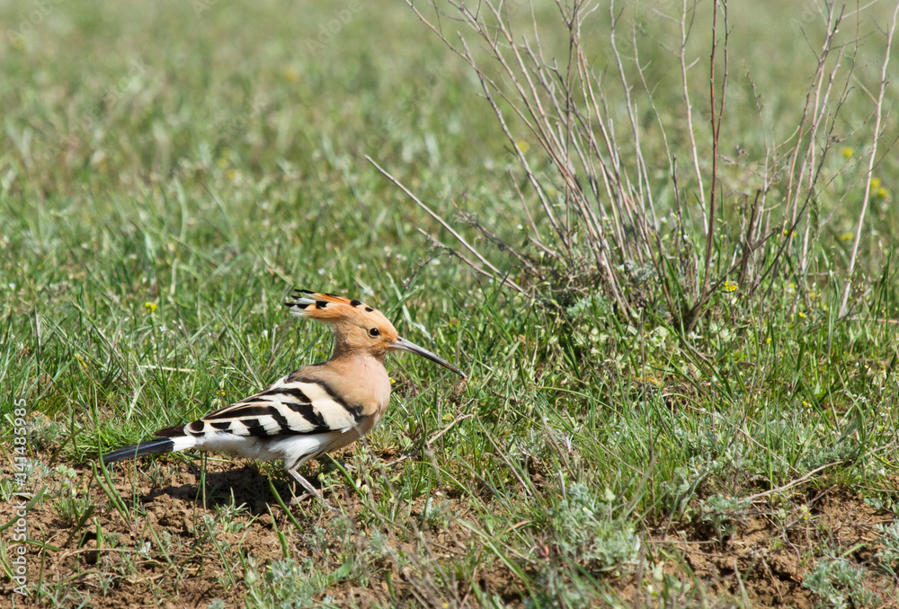 Hoopoe (Upupa epops) in the field, Kalmykia, Russia Hoopoe (Upupa epops) in the field, Kalmykia, Russia
