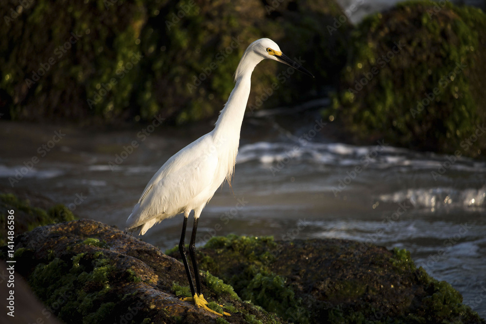 Fototapeta premium White heron on the beach