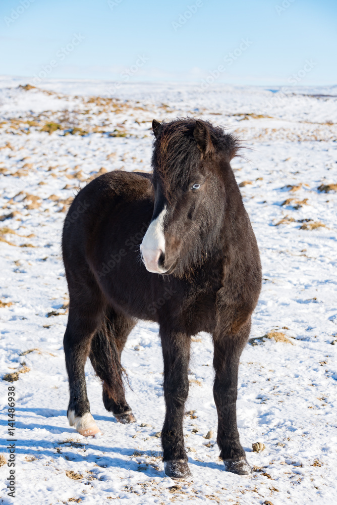 Iceland horses in the snow, winter - March 2017 Iceland horses in the snow, winter - March 2017