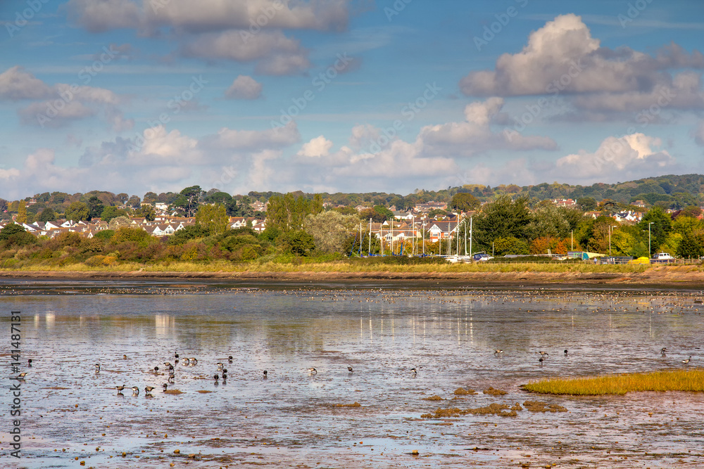 Large flocks of birds arrived for wintering to the banks of the river Exe. Exmouth. Devon. England Large flocks of birds arrived for wintering to the banks of the river Exe. Exmouth. Devon. England