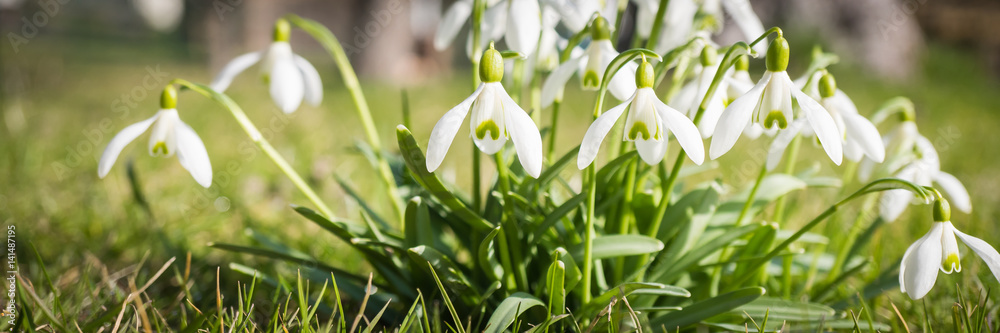 Schneeglöckchen im Garten, Banner mit Textfreiraum Schneeglöckchen im Garten, Banner mit Textfreiraum