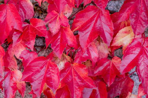 Bright red ivy leaves in autumn. Background. Close-up