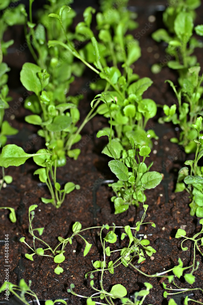 Lobelia erinus seedlings Lobelia erinus seedlings