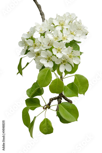blossoming branch of pear wood
