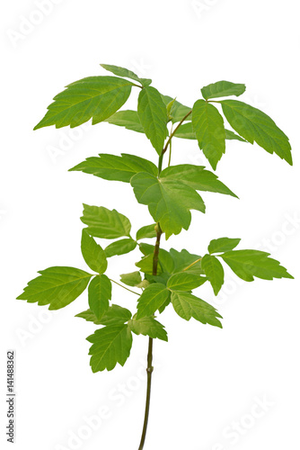 ash-leaved maple sapling