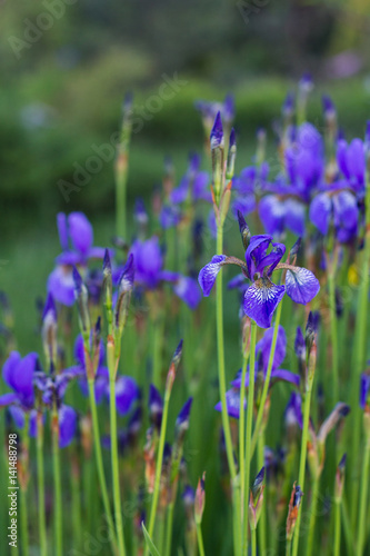 Fototapeta Naklejka Na Ścianę i Meble -  purple iris in green summer garden