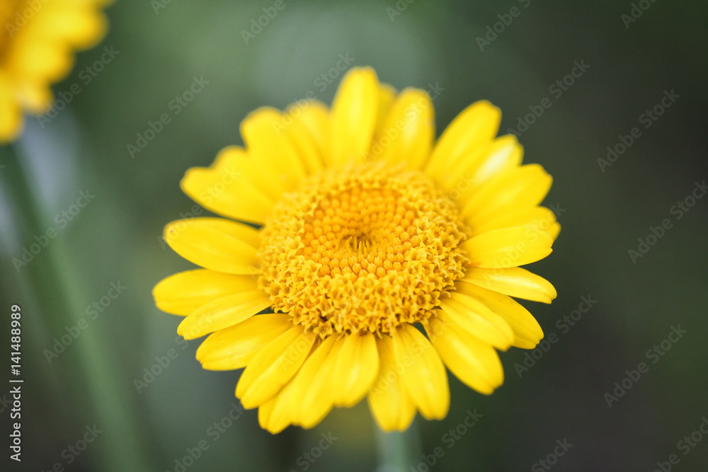 Anthemis tinctoria (Cota tinctoria or golden marguerite, yellow chamomile) Anthemis tinctoria (Cota tinctoria or golden marguerite, yellow chamomile)