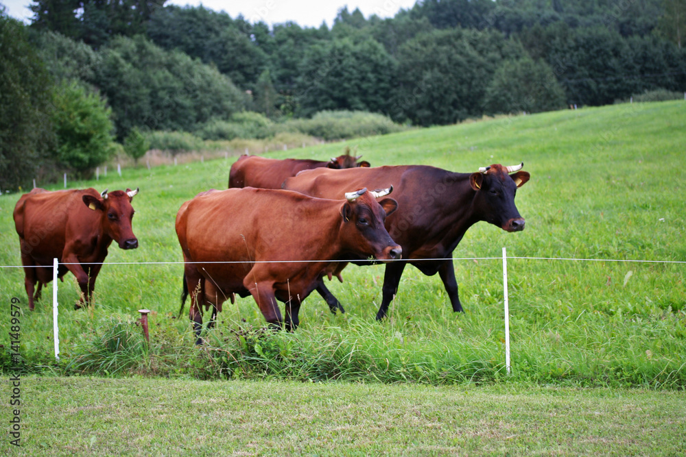 Cows on the summer field