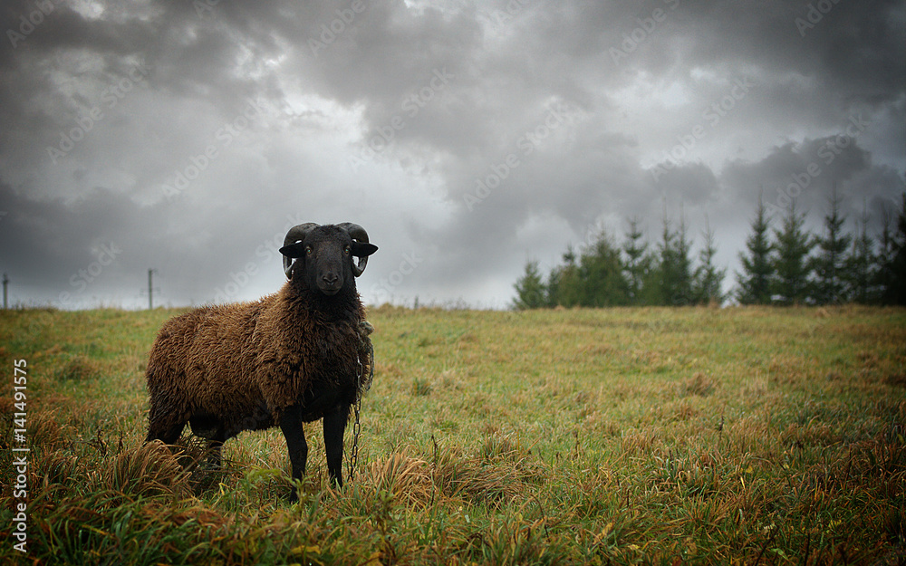 Angry sheep on grass Stock Photo Adobe Stock