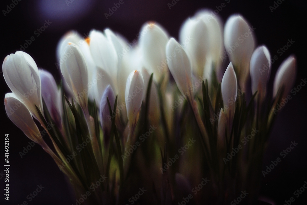 Fototapeta premium Spring flowers in the window, growing in a pot