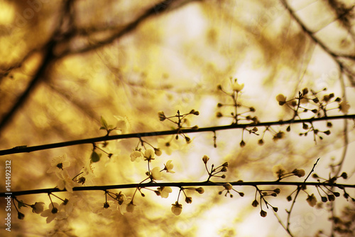 toned background spring tree branches with young leaves sun glare blur bokeh © kichigin19