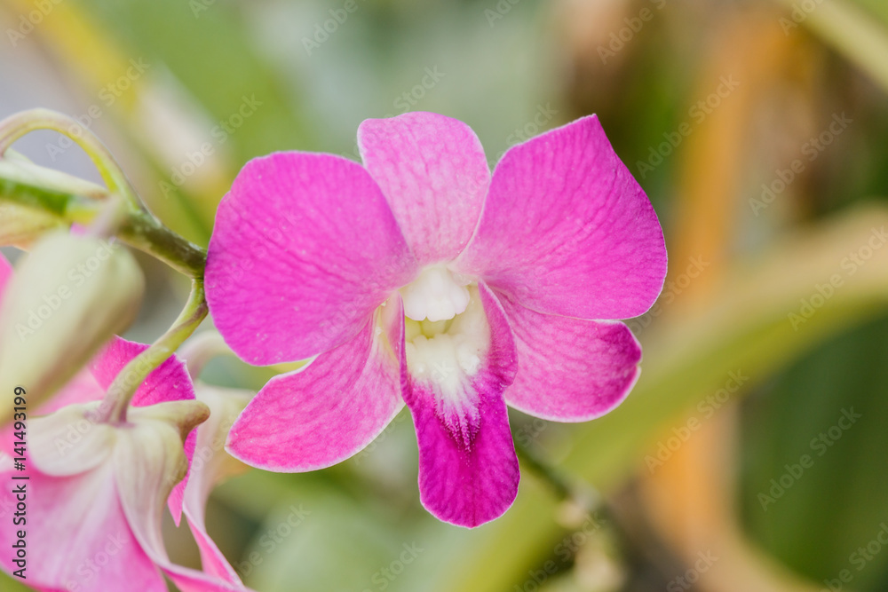 Selection beautiful orchid on blur background. Selective focus. Selection beautiful orchid on blur background. Selective focus.