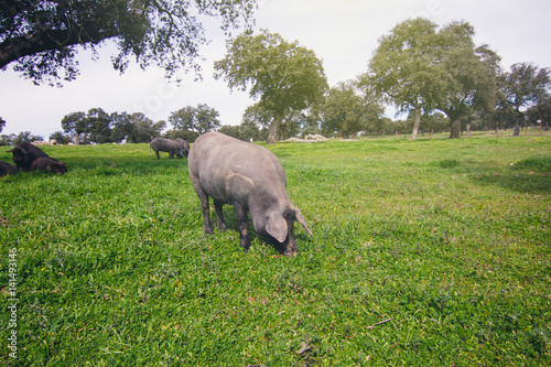 Iberian pig pasturing in a green meadow. © daviles