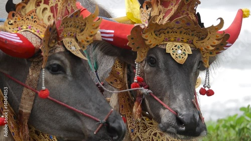 Bali, Indonesia - September, 2016: Makepung – Buffalo Races in Bali. A cultural tradition. The dressed up bovines hooked up to wooden plough with jockey in competitions in Bali, Indonesia, 2016. photo