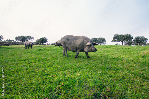Iberian pig pasturing in a green meadow. photo