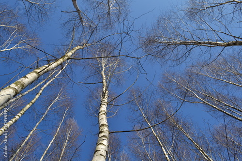 Birch look into the sky and into the tree