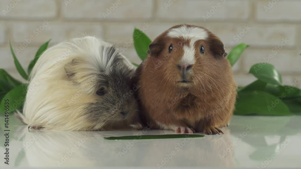 One guinea pig eating cucumber and second thought stock footage video One guinea pig eating cucumber and second thought stock footage video