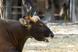 Image of a brown bull on nature background. wild animals.