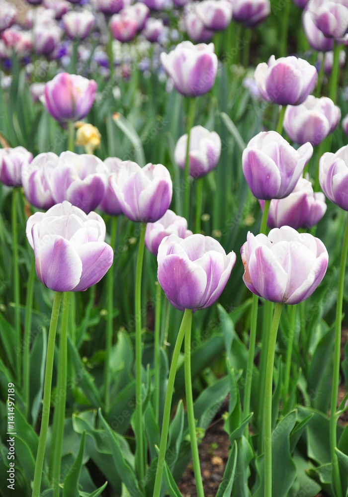 Obraz premium Tulipany