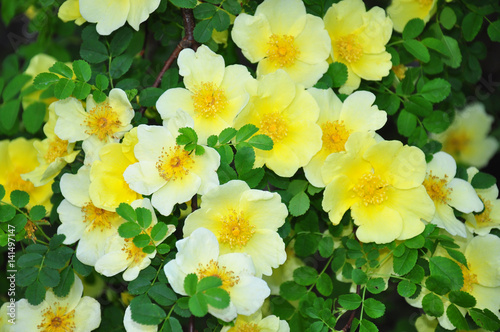 Chinesische Gold-Rose (Rosa hugonis) photo